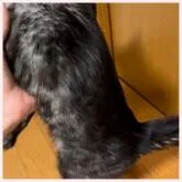 ベンガル【群馬県・男の子・2022年1月19日・ブラックスモークスポテッドタビー】の写真3