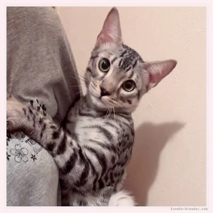 ベンガル【群馬県・男の子・2025年5月20日・シルバースポテッドタビー】の写真1