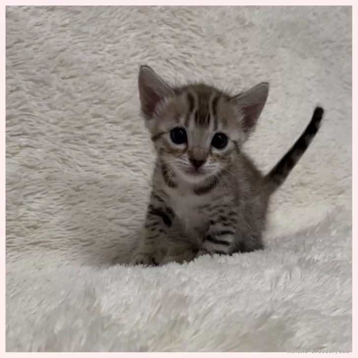 ID：2501-01009の子猫