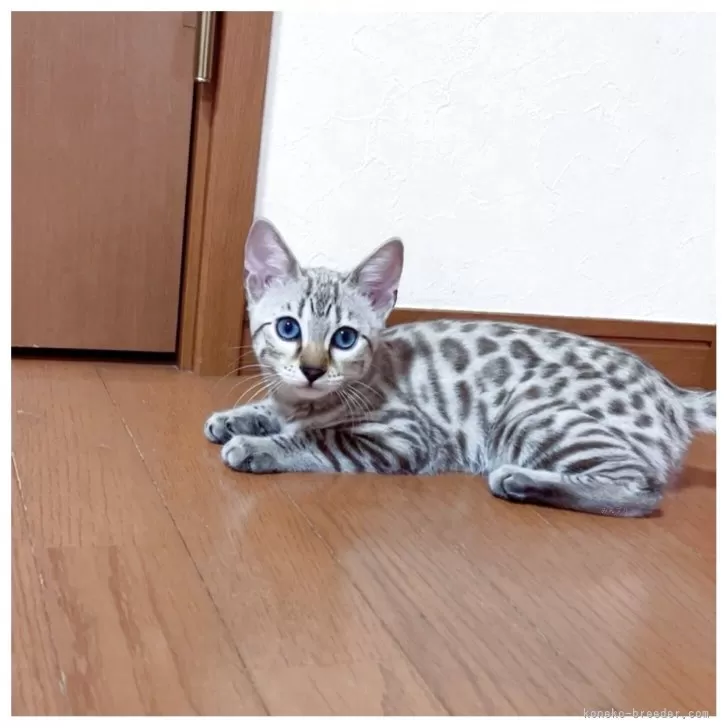 ID：2506-02449の子猫