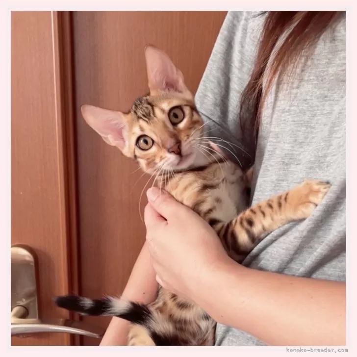 ID：2508-01556の子猫