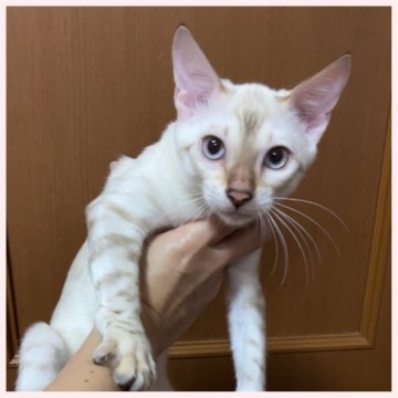 ベンガル【群馬県・男の子・2025年7月1日・シールスポテッドリンクス(タビー)ポイント】の写真「7/1生まれ 男の子」