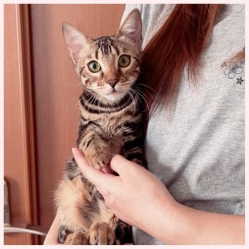 ベンガル【群馬県・女の子・2025年5月20日・ブラウンマーブルドタビー】の写真「5/20生まれ  女の子」