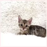 ベンガル