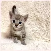 ベンガル