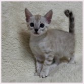 ベンガル