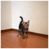 ベンガル