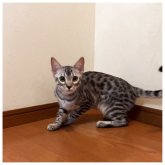 ベンガル