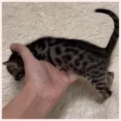 ベンガル【群馬県・男の子・2024年12月12日・ブラウンスポテッドタビー】の写真3