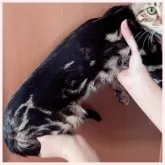 ベンガル【群馬県・女の子・2025年5月20日・ブラウンマーブルドタビー】の写真3