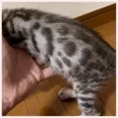 ベンガル【群馬県・男の子・2024年12月12日・シールセピアスポテッドタビー】の写真5