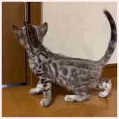 ベンガル【群馬県・男の子・2024年12月12日・シールセピアスポテッドタビー】の写真7