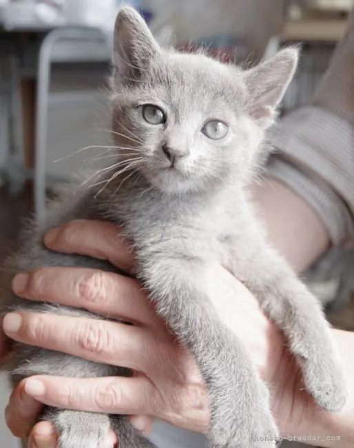 ぱぴよん 様のお迎えした子猫