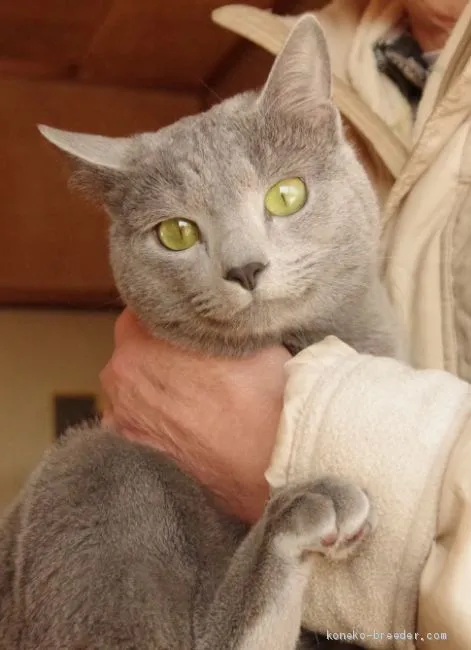 ID：2002-00370の子猫