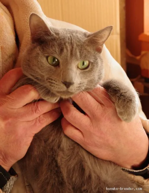 ID:2002-00371の子猫