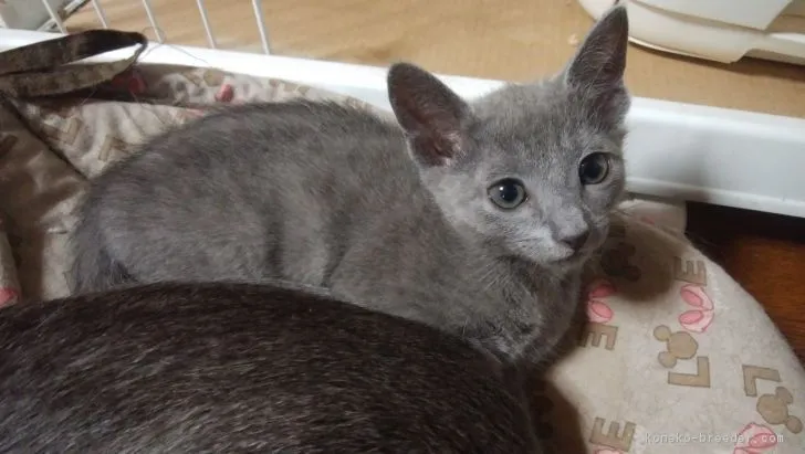ララ 様のお迎えした子猫