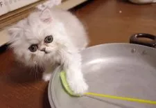 ペルシャ(チンチラ)【神奈川県・女の子・2020年5月10日・シェーデッドシルバー】の写真2「7月8日撮影」