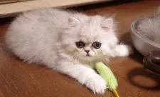 ペルシャ(チンチラ)【神奈川県・女の子・2020年5月10日・シェーデッドシルバー】の写真3「7月8日撮影」