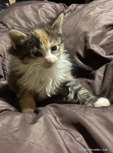 ID：2002-00871の子猫