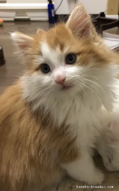 ID:1901-00180の子猫