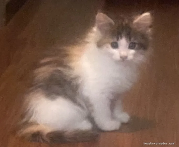 ID：2108-01843の子猫