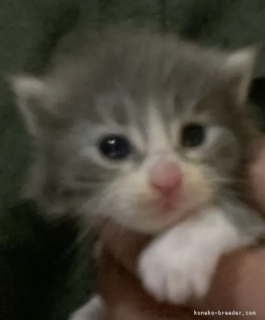 ID：2104-01659の子猫