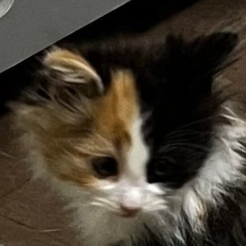 ノルウェージャンフォレストキャット【島根県・女の子・2023年5月29日・キャリコ（ロング）】の写真「可愛らしい顔立ちの三毛ちゃんです。」