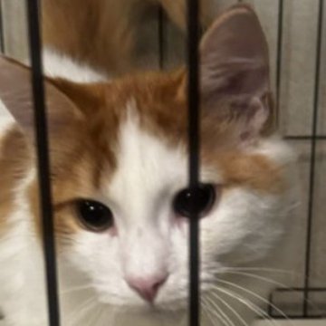 ノルウェージャンフォレストキャット【島根県・男の子・2023年6月17日・レッドマッカレイタビー&ホワイト（ロング）】の写真「綺麗な色合いの美男子、」