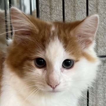 ノルウェージャンフォレストキャット【島根県・男の子・2023年5月29日・レッドタビー&ホワイト（ロング）】の写真「小ぶりで童顔な優しい子」