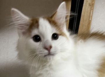 ノルウェージャンフォレストキャット【島根県・男の子・2021年7月18日・レッドタビー&ホワイト（ロング）】の写真「ホワイト多めで白い耳がポイントの可愛い子」