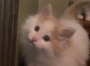 ノルウェージャンフォレストキャット【島根県・男の子・2021年7月18日・クリーム&ホワイト（ロング）】の写真「淡い色のイケメン君」