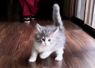 ノルウェージャンフォレストキャット【島根県・男の子・2022年1月21日・ブルータビー&ホワイト（ロング）】の写真「淡い色でハチワレの美男子」