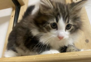 ノルウェージャンフォレストキャット【島根県・男の子・2021年3月30日・ブラックタビー&ホワイト（ロング）】の写真「ブラックタビーのハチワレのイケメン、」