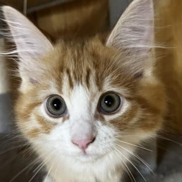 ノルウェージャンフォレストキャット【島根県・男の子・2022年6月24日・レッドマッカレイタビー&ホワイト（ロング）】の写真「お目々のクリッとした美男子」