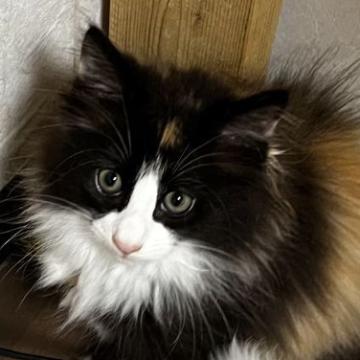 ノルウェージャンフォレストキャット【島根県・女の子・2022年6月21日・キャリコ（ロング）】の写真「綺麗なハチワレで可愛い女の子」