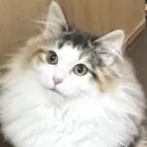 ノルウェージャンフォレストキャット【島根県・女の子・2022年6月21日・キャリコ】の写真1「12/10撮影」