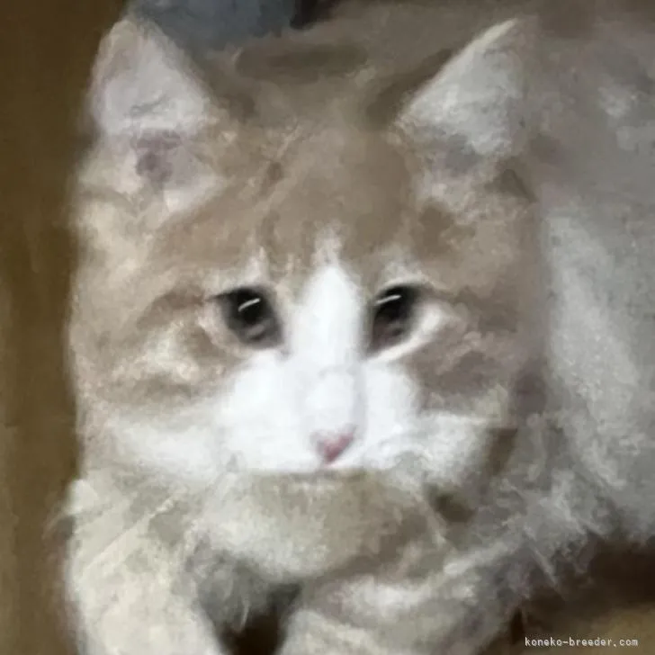 ID：2207-02055の子猫