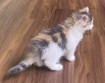 ノルウェージャンフォレストキャット【島根県・女の子・2021年7月18日・キャリコ】の写真3「8/31撮影」