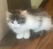 ノルウェージャンフォレストキャット【島根県・女の子・2021年7月18日・キャリコ】の写真4「9月10日撮影」