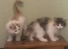 ノルウェージャンフォレストキャット【島根県・女の子・2021年7月18日・キャリコ】の写真5「9月10日撮影」