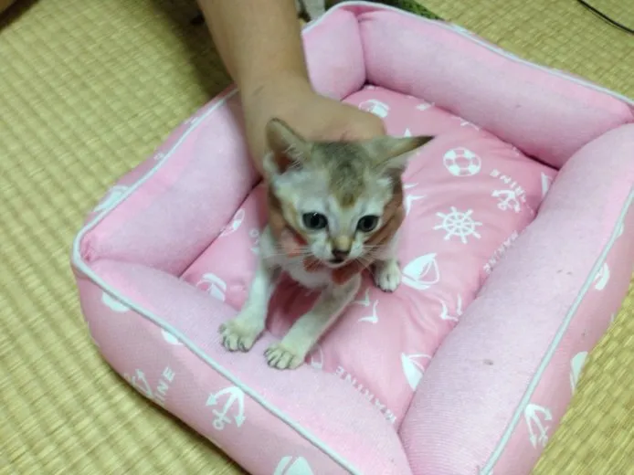 ID：1409-00285の子猫
