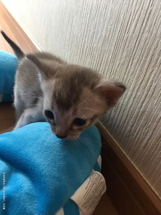 ID：1806-00982の子猫