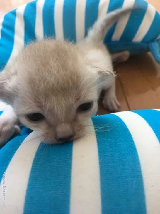 ID：1806-00132の子猫