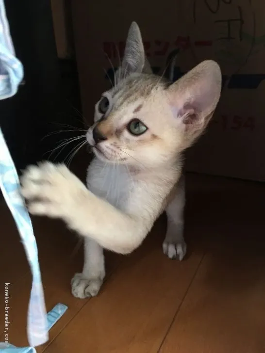 パパ 様のお迎えした子猫