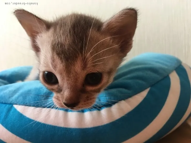 ID：1806-00458の子猫