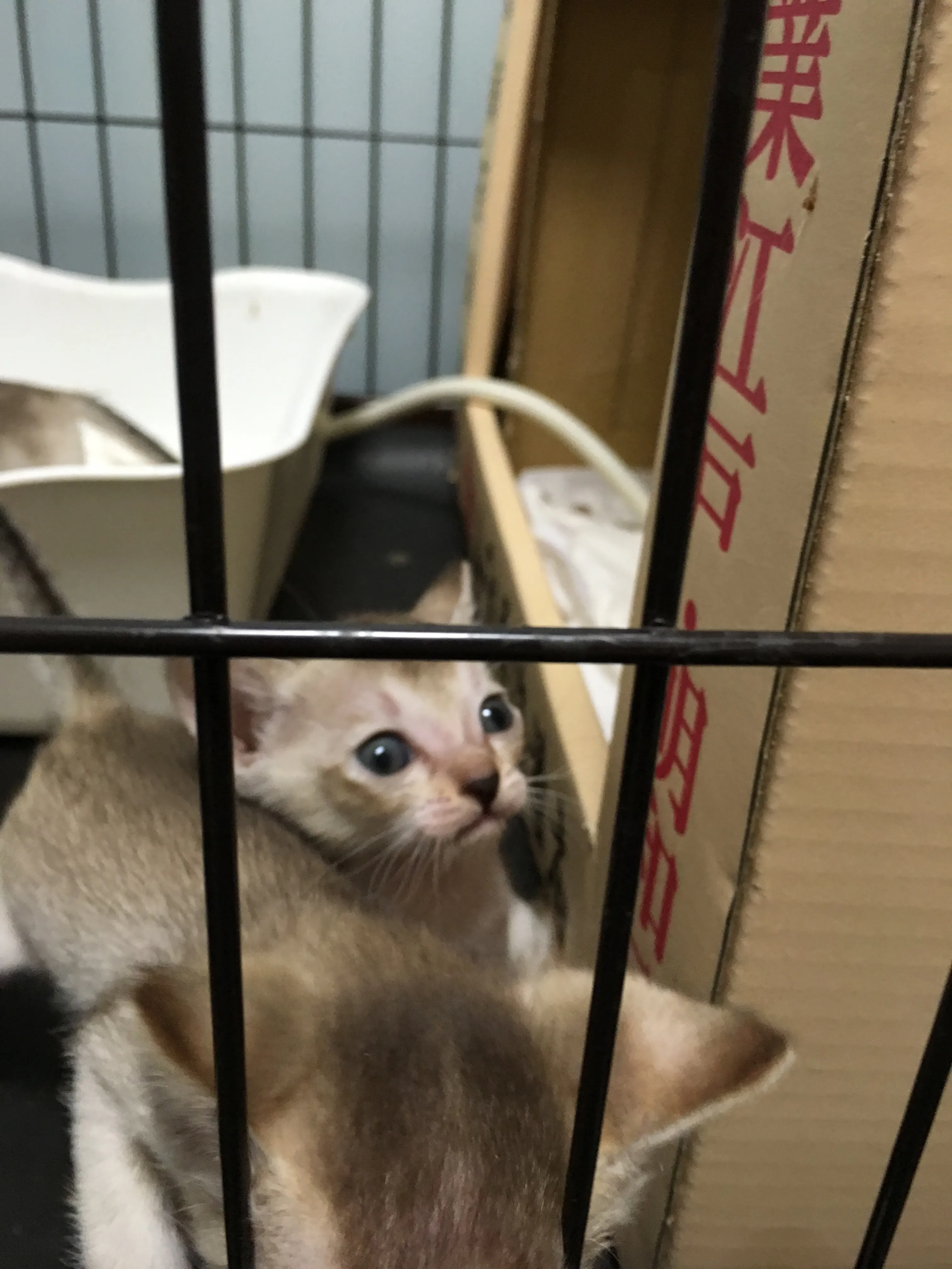 ID：1605-00874の子猫