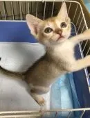 シンガプーラ【埼玉県・男の子・2019年1月2日・セピアアグーティ】の写真4