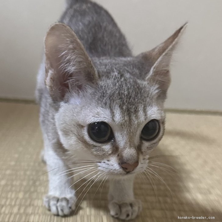 ブリーダー画像