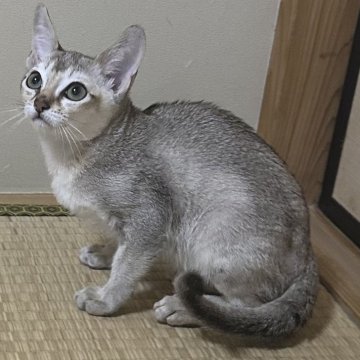 シンガプーラ