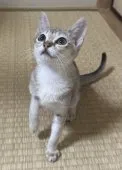 シンガプーラ【埼玉県・女の子・2026年6月3日・その他】の写真2